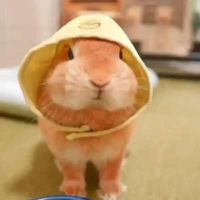 Cute bunny will make you smile