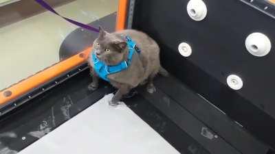 Chonky girl's first time on a treadmill trying to lose weight