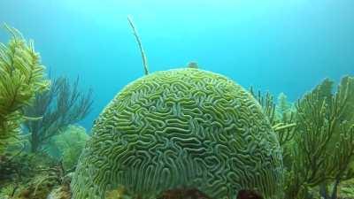 Brain coral in serene surrounds