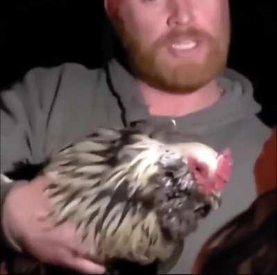 A chicken at a party