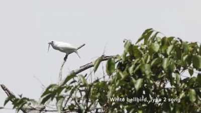 🔥The white bellbird is the world's loudest bird, producing vocalizations of up to 125.4 decibels