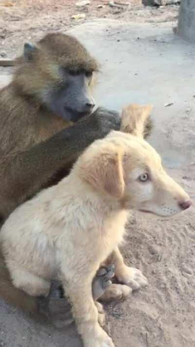 This Baboon is helping his dog Friend to get rid of bugs.