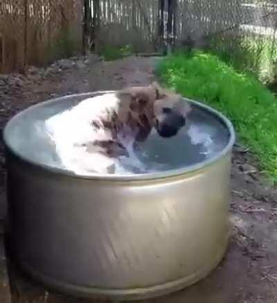 Happy Hyena in a tub