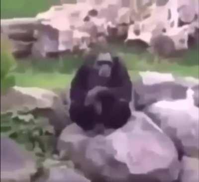 Monkey does the forbbiden hand gesture