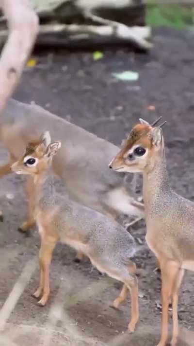 Unsolicited DikDik Family.