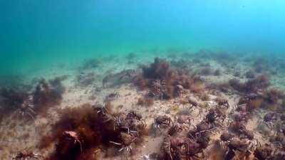 A Port Jackson shark cruising over a massive consortium of spider crabs, all filmed in one take with no editing