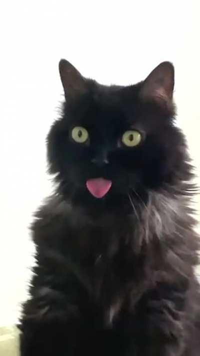 My cat just had the longest, derpiest blep