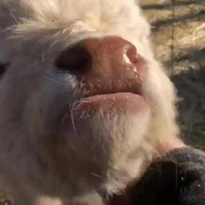 Fuzzy pasture pupper chin scritches