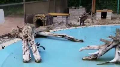 Penguin chasing a butterfly. This is one of the cutest things i have ever seen.