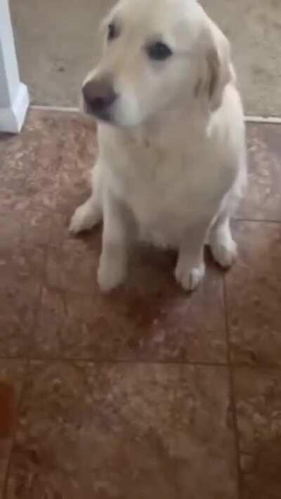 Dog apologizes to his buddy for stealing his food