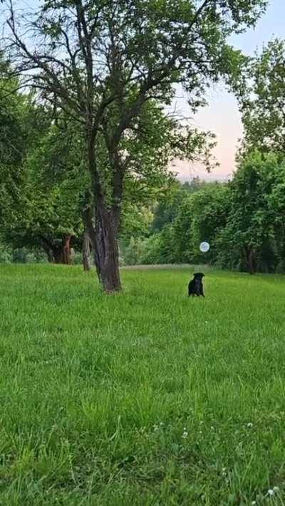 I had some leftover balloons from my birthday party and my dog had his time later! ð