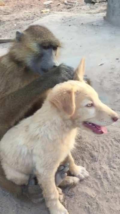 Baboon helping his fellow baboon brother stay clean.