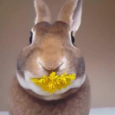 🔥 Stop and eat the flowers