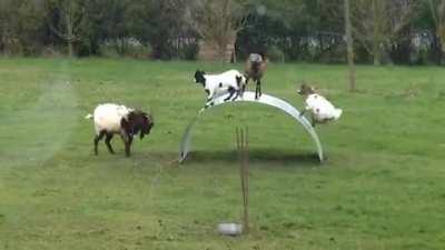 Goats balancing on a steel ribbon.