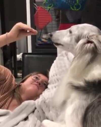 Doggo figures out he's being bamboozled