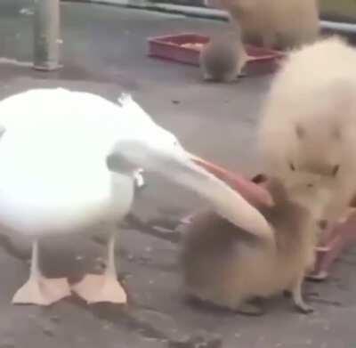 🔥 A wild pelican tries and fails to eat a capybara