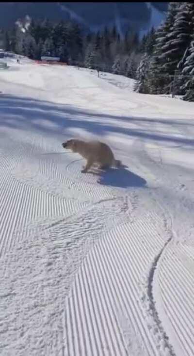 This good boy is having the best day ever