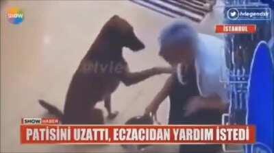 The injured dog went to the pharmacy. Showed his paw and asked for help. The pharmacist helped and gave food.