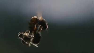 Extraordinary video of the in-flight mating of a queen bee. The ejaculation of a drone bee is so powerful that his endophallus ruptures and he quickly dies.