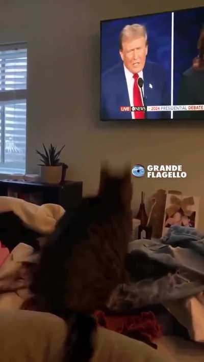 Cat reacting to trumps debate 