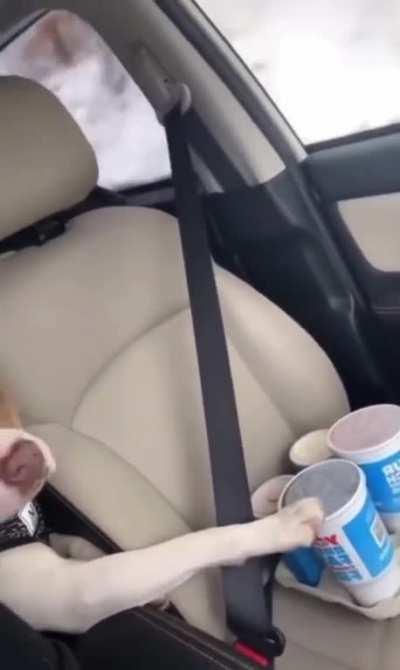 When your dog knows what kind of driver you are.