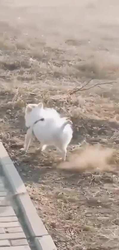 The way this dog kicks the dirt after marking his territory.