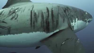 Intense battle scares on a Great White warrior spotted near Neptune Islands