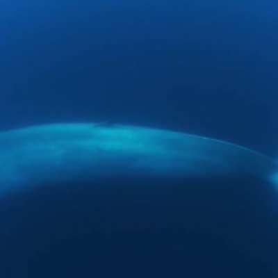 The Blue Whale, weighing up to 190 tonnes and growing as long as 110 feet (33.5 meters), it is the largest animal ever to have lived on Earth.