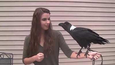 ravens can mimic voices better than parrots!