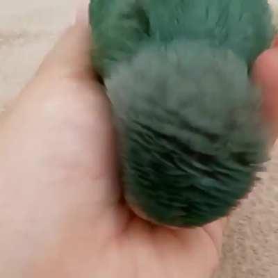 This fluffy little birb falling asleep in their human's hand