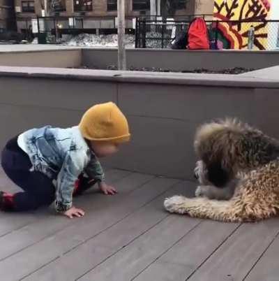 14 months old kid seeing a dog for the first time