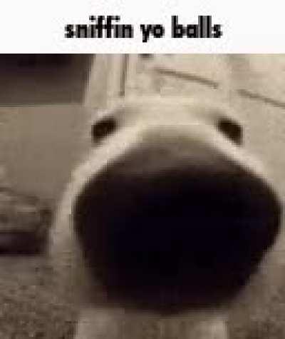 Sniffing yo balls