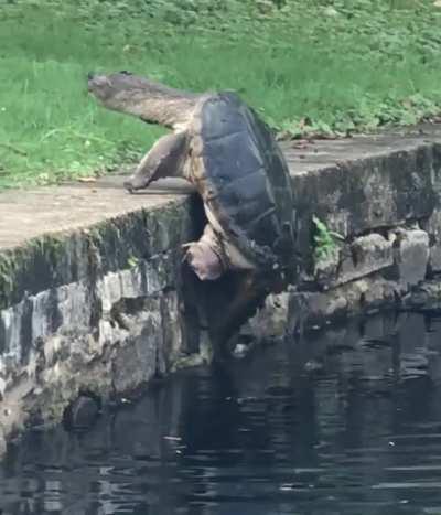 Snapping turtle climbing out of a pond to lay her eggs, Brooklyn, NY