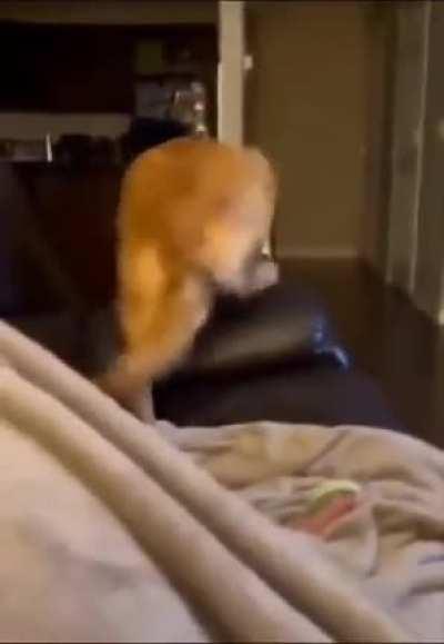 Golden Retriever reacts with fear upon seeing Darth Vader's appearance from Star Wars New Hope