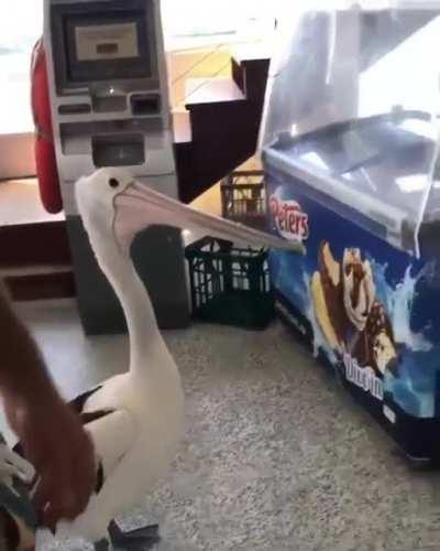 🔥 Pelican waiting to get served at the counter of fish and chip shop