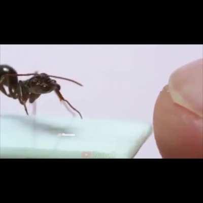 Ant vs finger