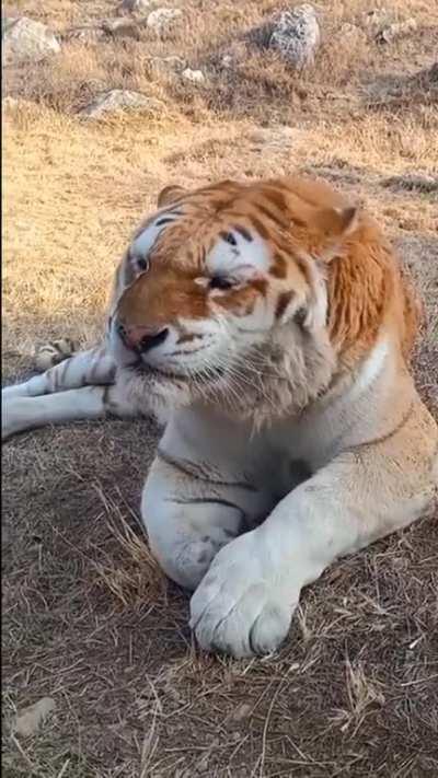 How does a tiger sneeze