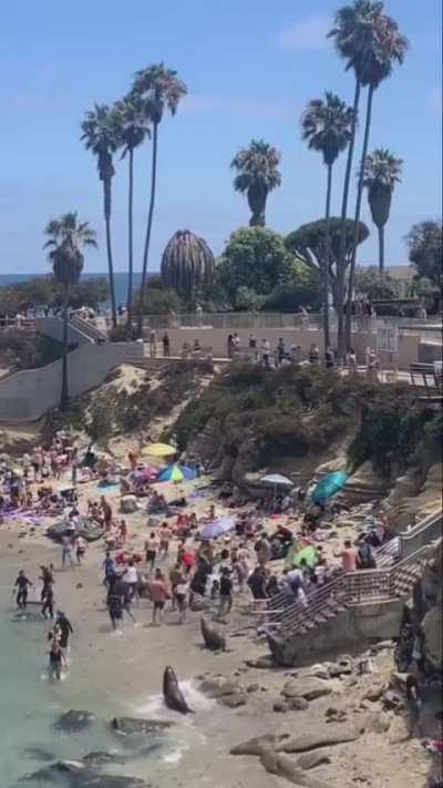 Seals reclaim the beach