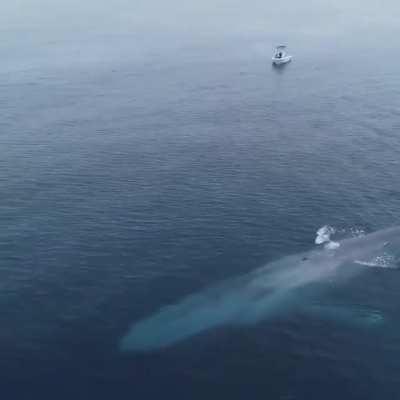 The largest animal ever to have lived, the majestic blue whale