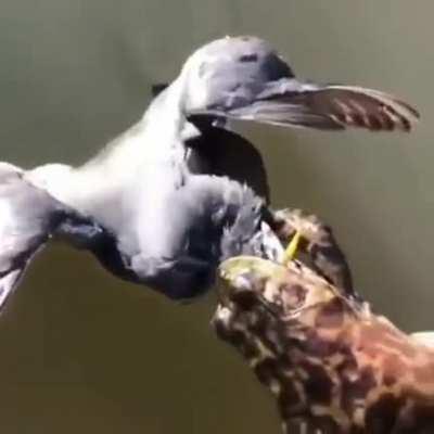 Frog attempts to eat bird that is 3 times bigger.