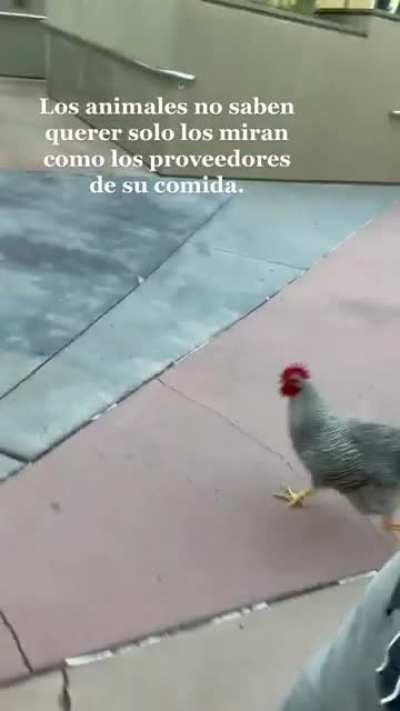 🐓