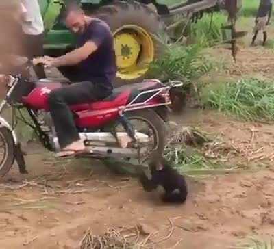 Baby Monkey throwing tantrum when he's told he can't get on the bike