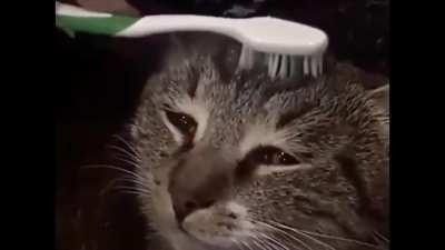 if you pet a cat with a wet toothbrush it reminds them ofntheir mom cleaning them and it has a soothing and relaxing effect