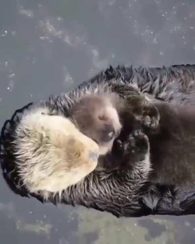 Look at this sea otter snuggling her baby