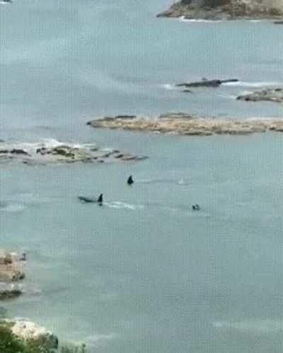 Orcas just swimming past children