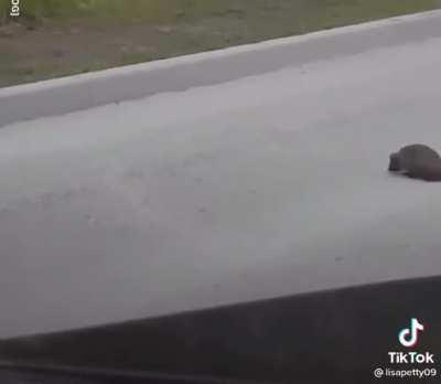 Crow helping hedgehog cross the road so it doesn’t get run over ❤️