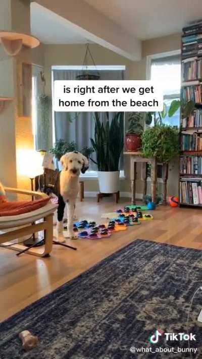 smartest doggo