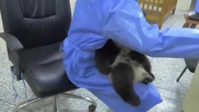 Baby panda wants to be held while drinking his milk