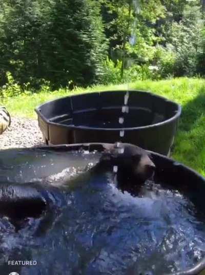 Bear taking a morning Bath