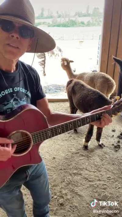 Kevin Bacon serenading his farm animals with an acoustic version of Elton John and Britney Spears, Hold Me Closer